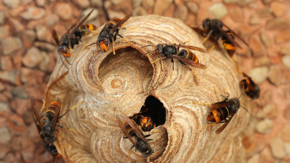 Nid de frelons à Saulieu