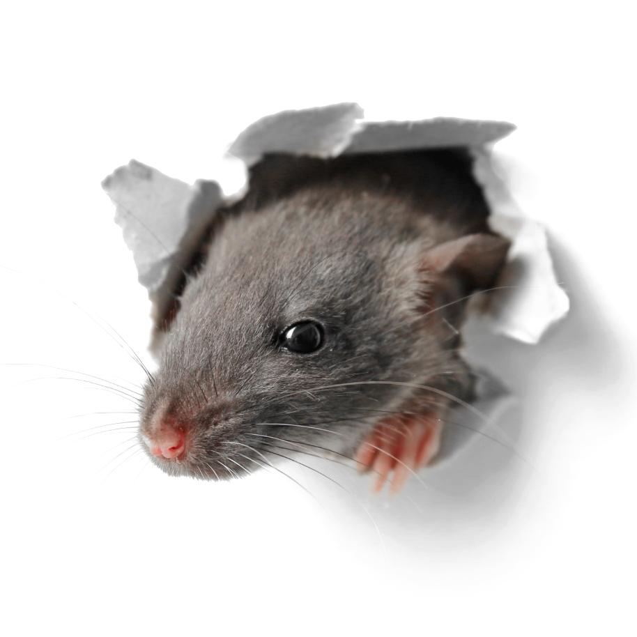 rat